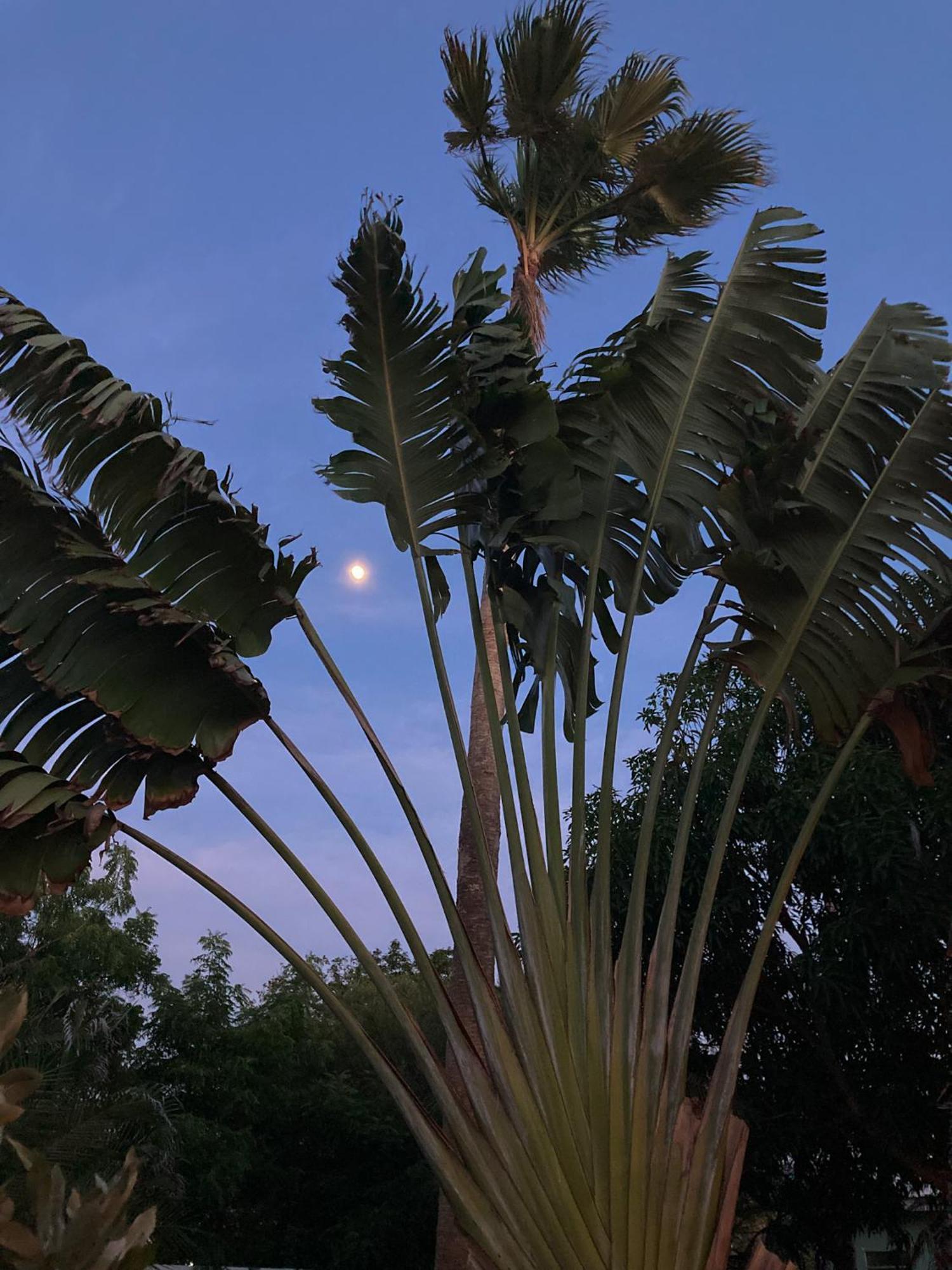 Woodstock Palmresort Curacao Вилемстад Екстериор снимка